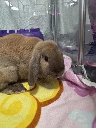 Cupid (Bonded w/ Cosmo), Adoptable, Adult Male Bunny Rabbit.