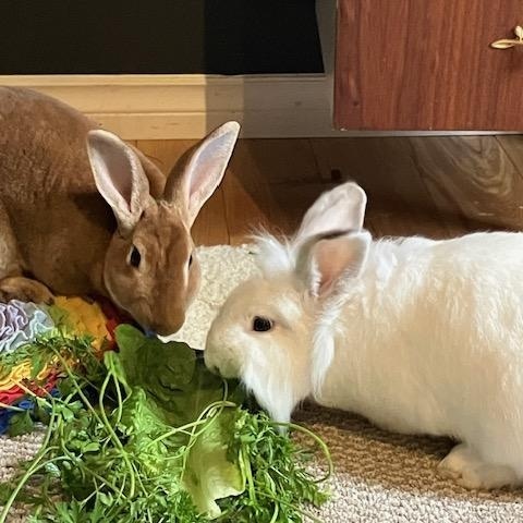 Enlarge Jewel & Mellow (South Surrey), a Adoptable mixed breed in Vancouver, BC image 1/3