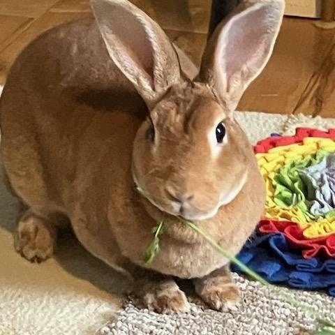 Enlarge Jewel & Mellow (South Surrey), a Adoptable mixed breed in Vancouver, BC image 3/3