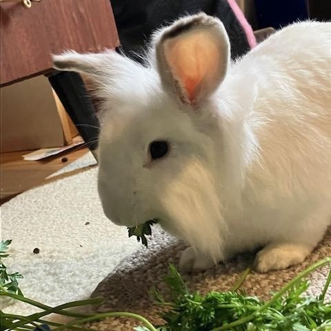 Enlarge Jewel & Mellow (South Surrey), a Adoptable mixed breed in Vancouver, BC image 2/3