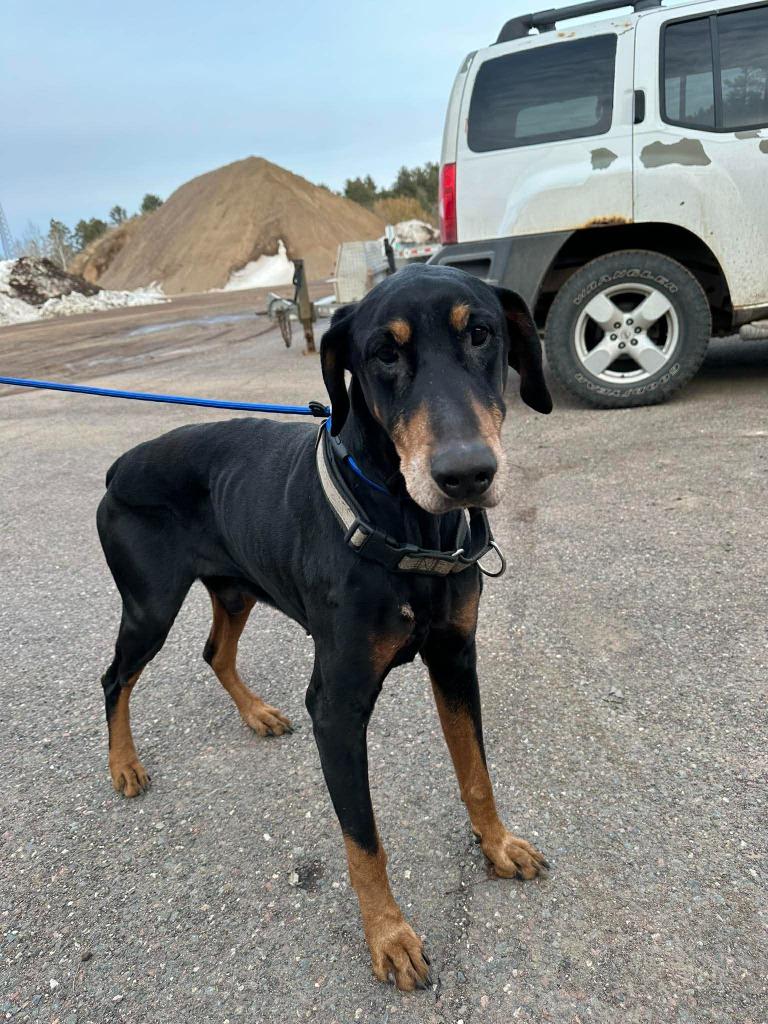 Anubis aka Nooby, Adoptable, Senior Male Doberman Pinscher.