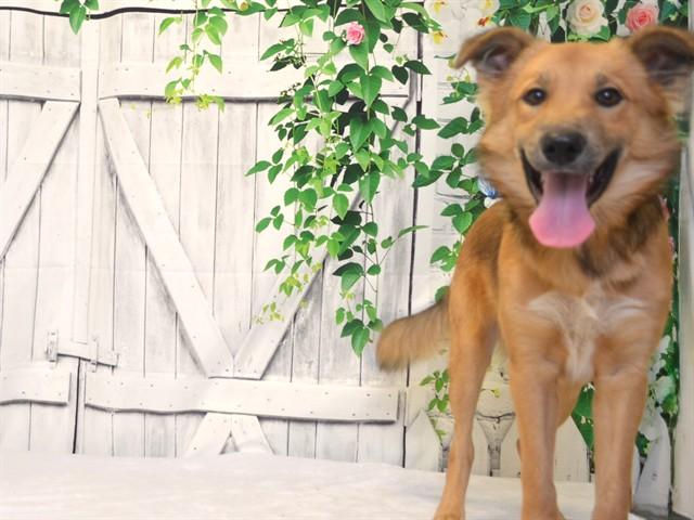 Enlarge CODY, a Adoptable mixed breed in Oroville, CA image 1/1