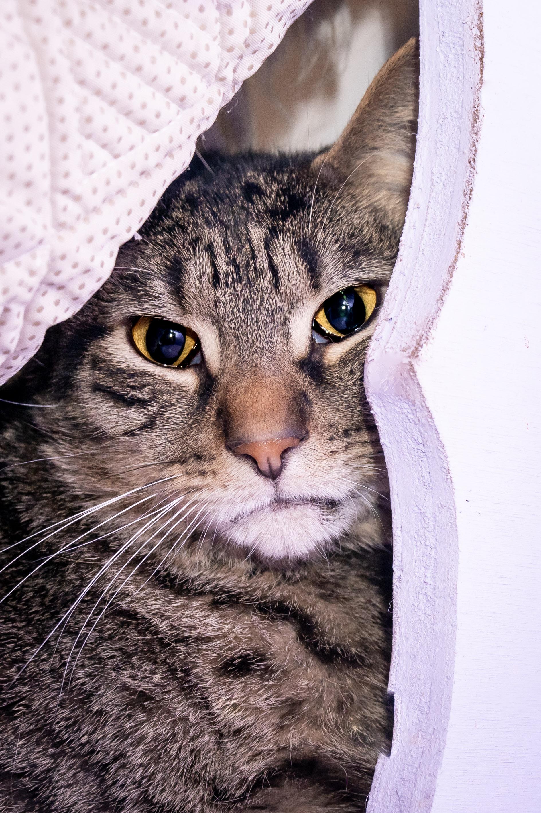 Enlarge Apple Fritter, a ADOPTABLE Domestic Short Hair in Victor, NY image 5/6