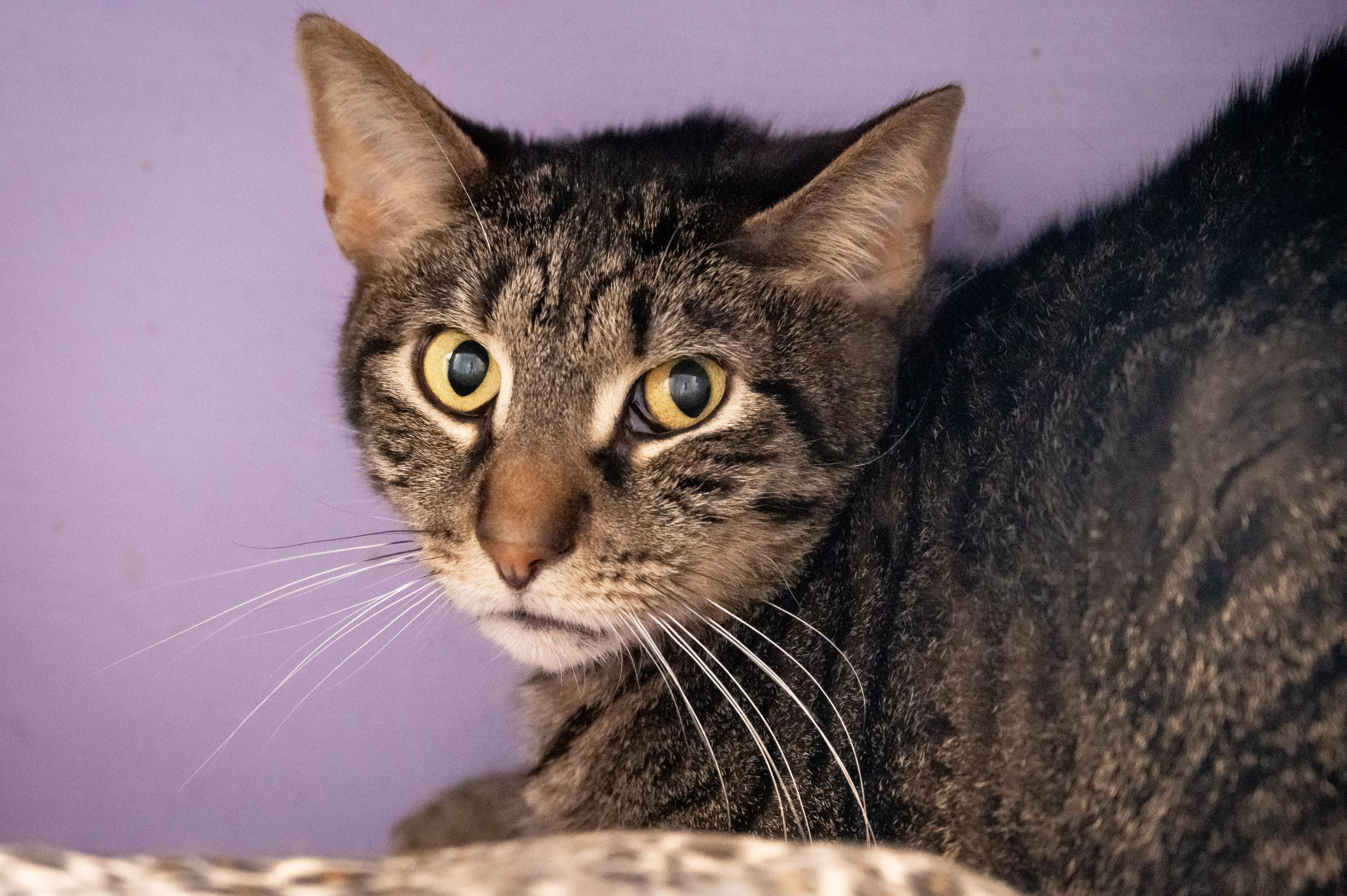 Enlarge Apple Fritter, a ADOPTABLE Domestic Short Hair in Victor, NY image 6/6