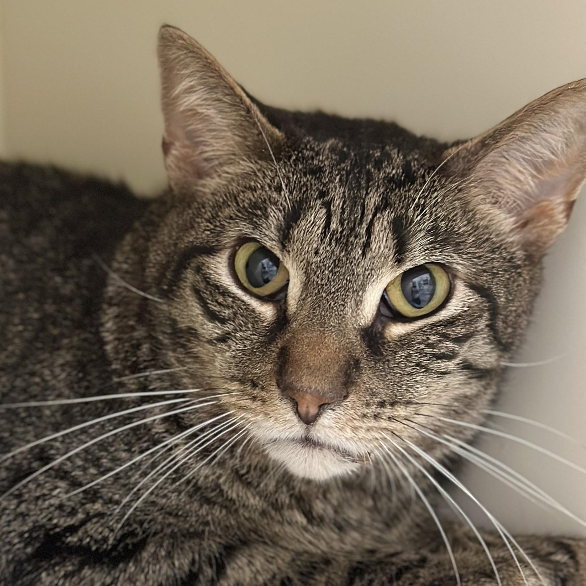 Apple Fritter, a ADOPTABLE Domestic Short Hair in Victor, NY image 1/4