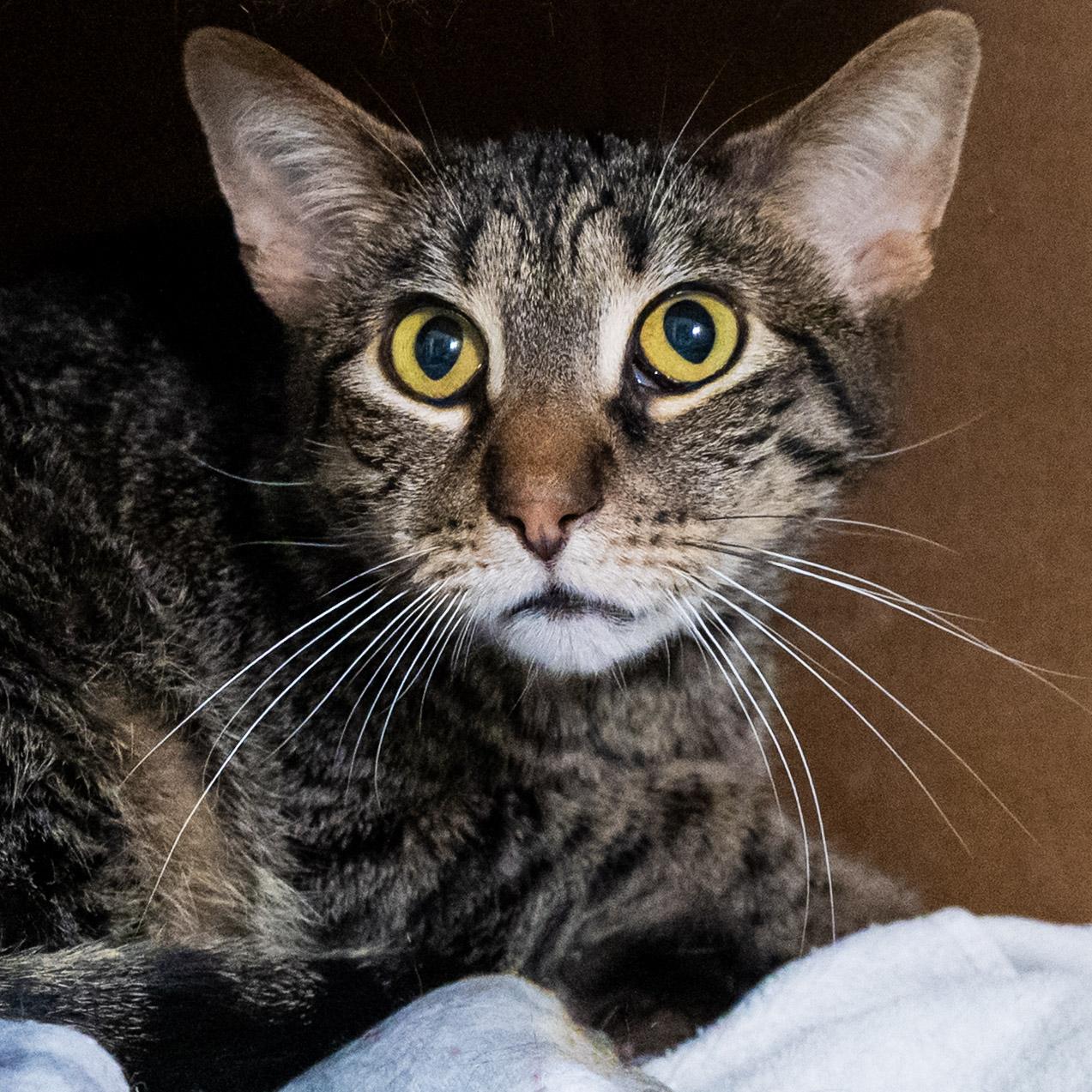 Apple Fritter, a ADOPTABLE Domestic Short Hair in Victor, NY image 3/4