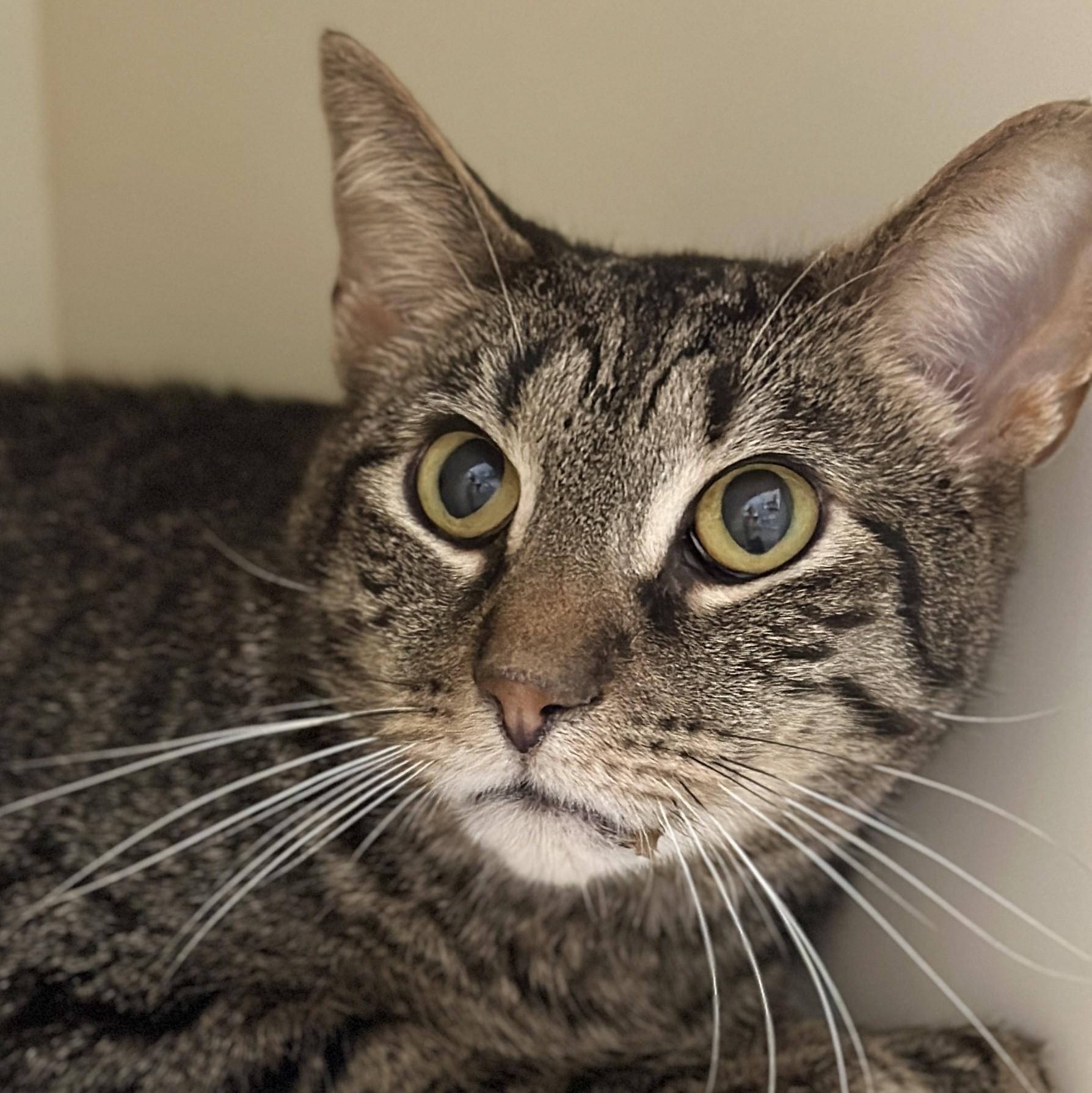 Apple Fritter, a ADOPTABLE Domestic Short Hair in Victor, NY image 2/4