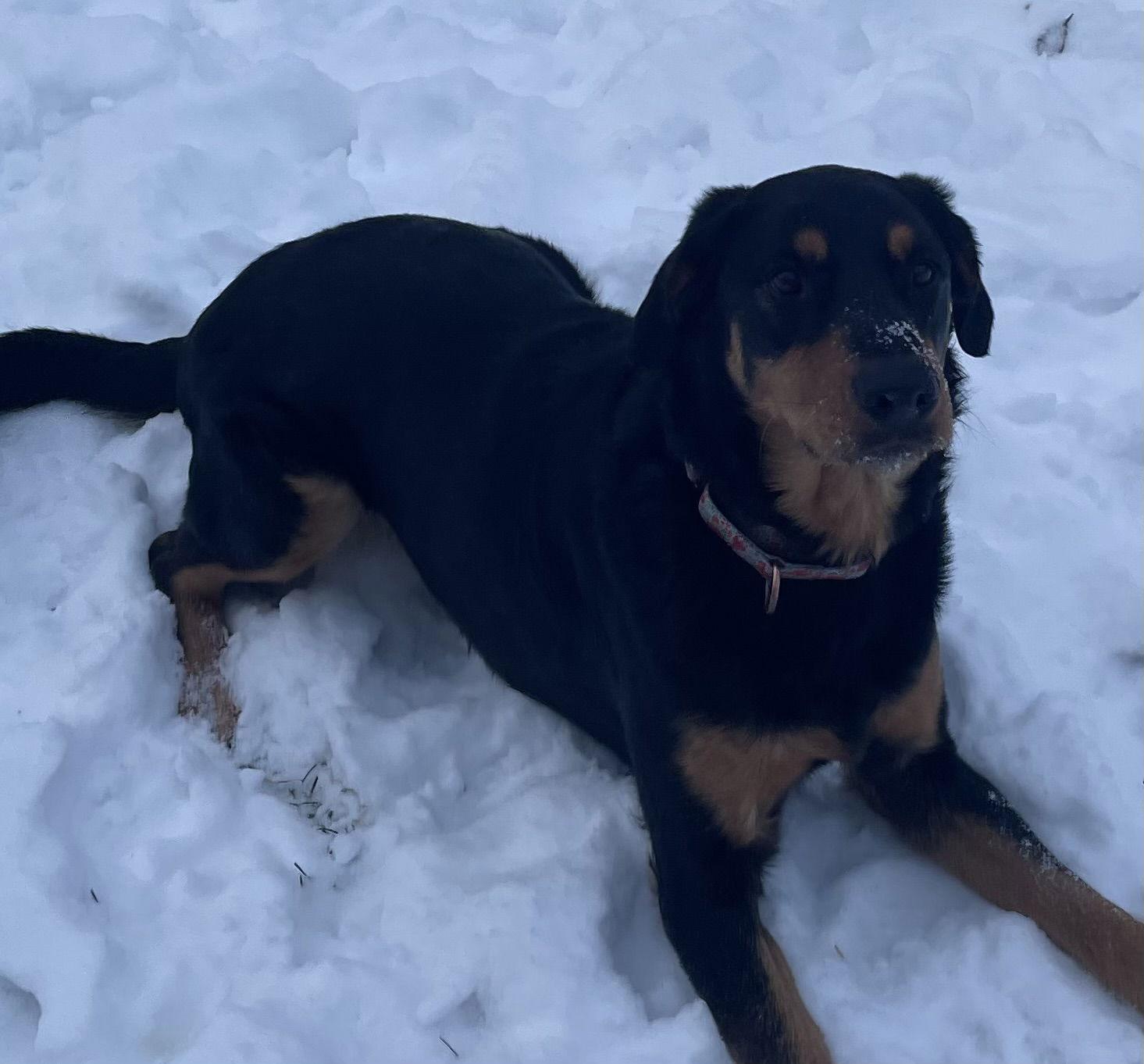 Enlarge Cora, a Adoptable mixed breed in Brooklyn Center, MN image 1/3