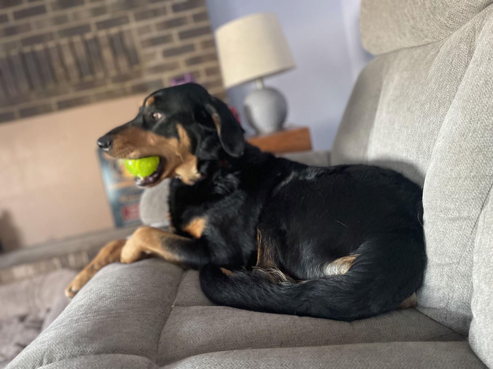 Cora, Adoptable, Adult Female English Springer Spaniel & Rottweiler.