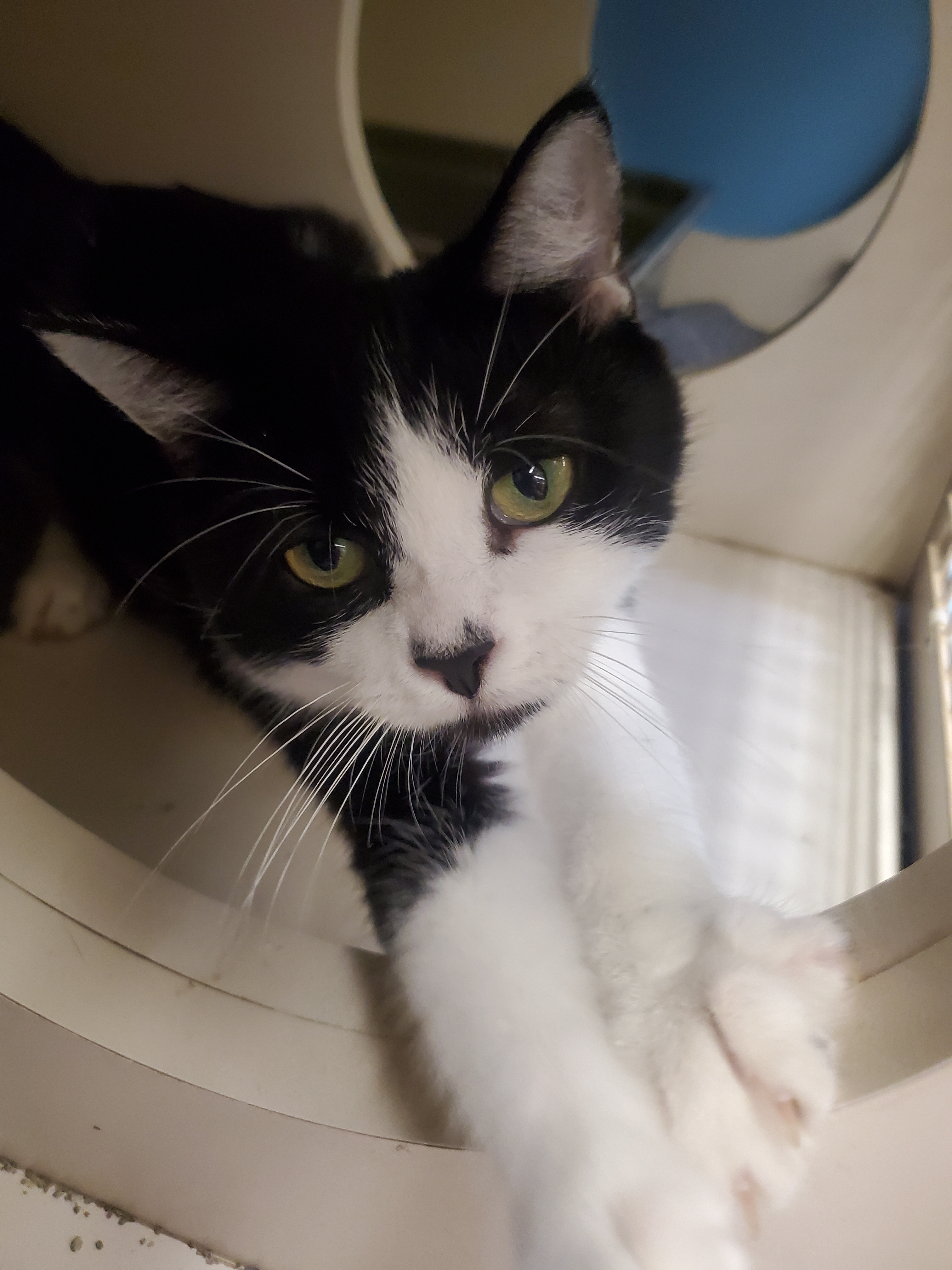 Jewel (ADOPTED!)