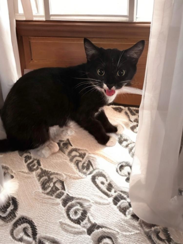 Aviva, Adoptable, Kitten Female Domestic Short Hair.