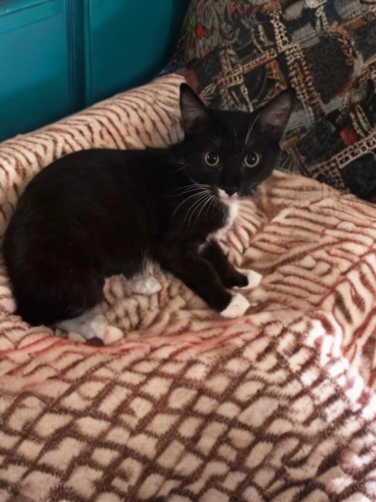 Enlarge Aviva, a Adoptable Domestic Short Hair in Hudson, NH image 2/2