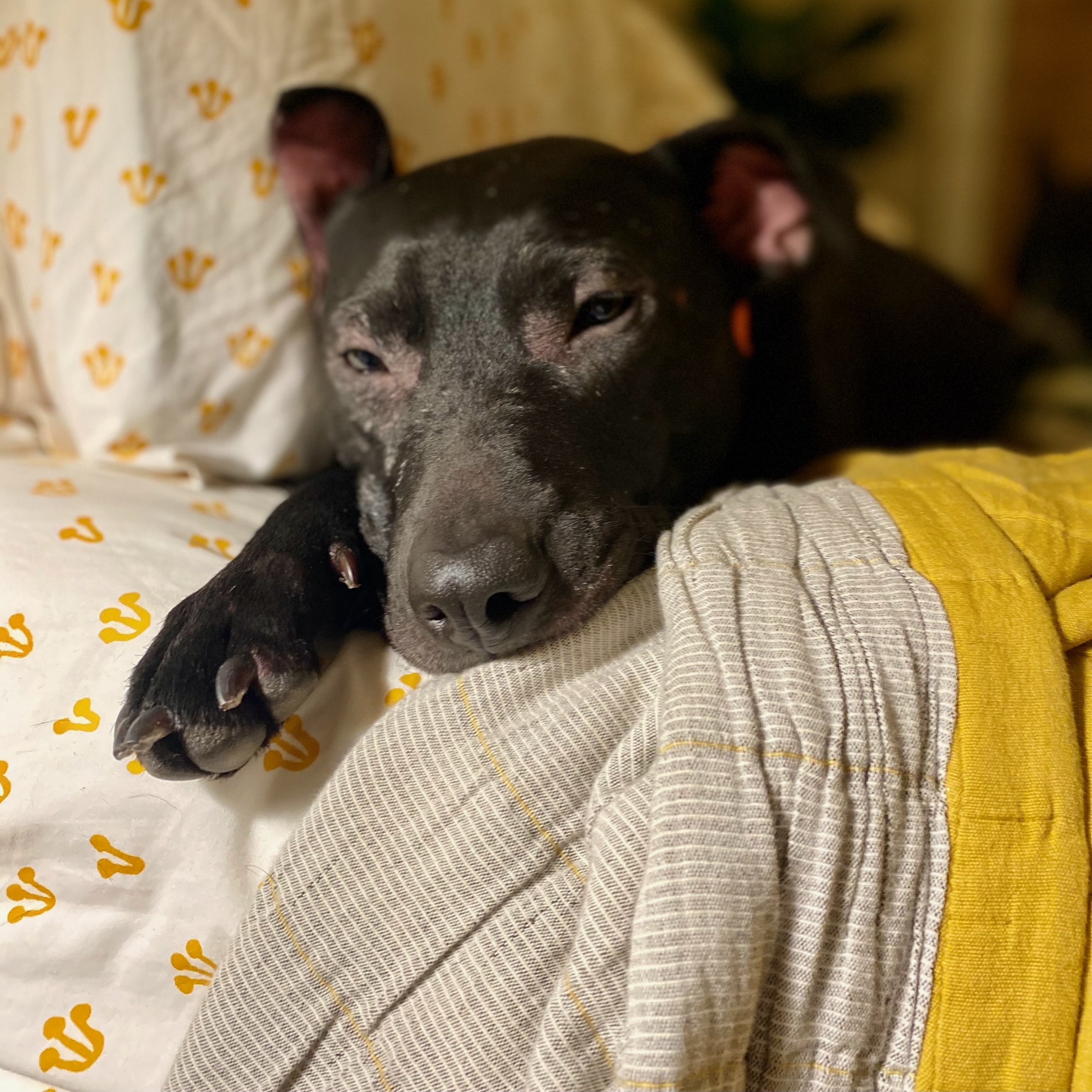 Pickles thumbnail 7