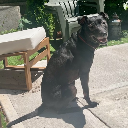 Pickle, a Adoptable mixed breed in Jersey City, NJ image 6/6