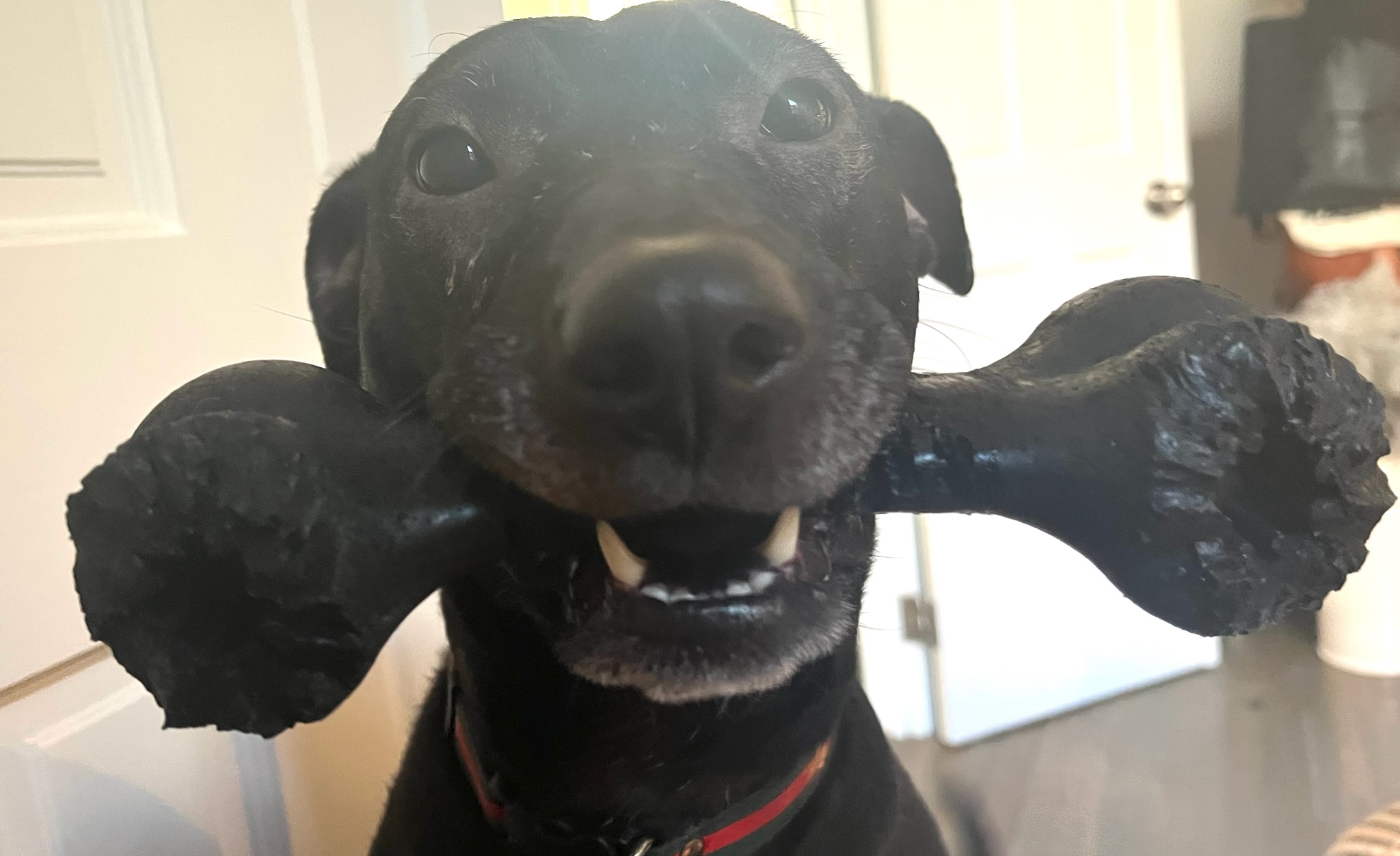 Pickles thumbnail 9
