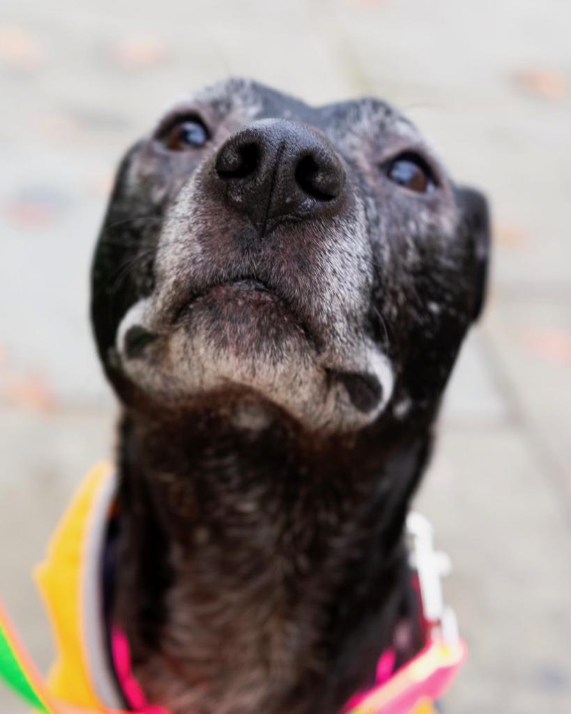 Pickle, a Adoptable mixed breed in Jersey City, NJ image 1/6
