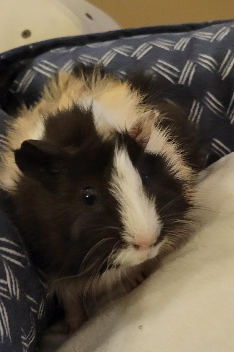 Enlarge Stache and Hawk, a Adoptable Abyssinian in Wellington, CO image 1/5