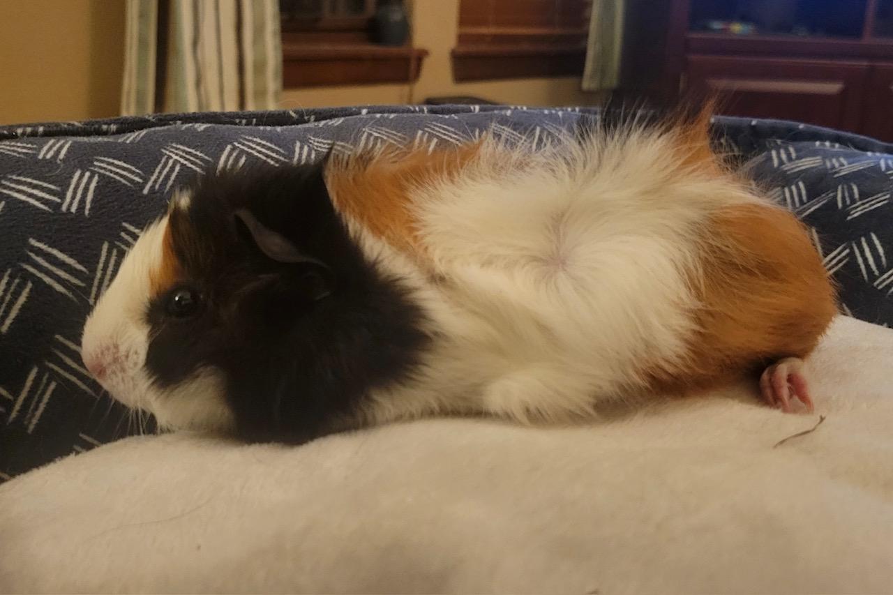 Enlarge Stache and Hawk, a Adoptable Abyssinian in Wellington, CO image 2/5