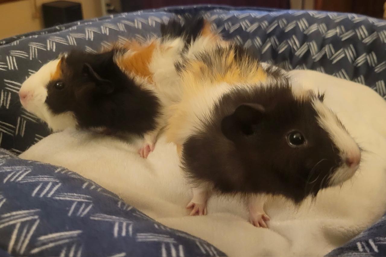 Enlarge Stache and Hawk, a Adoptable Abyssinian in Wellington, CO image 3/5