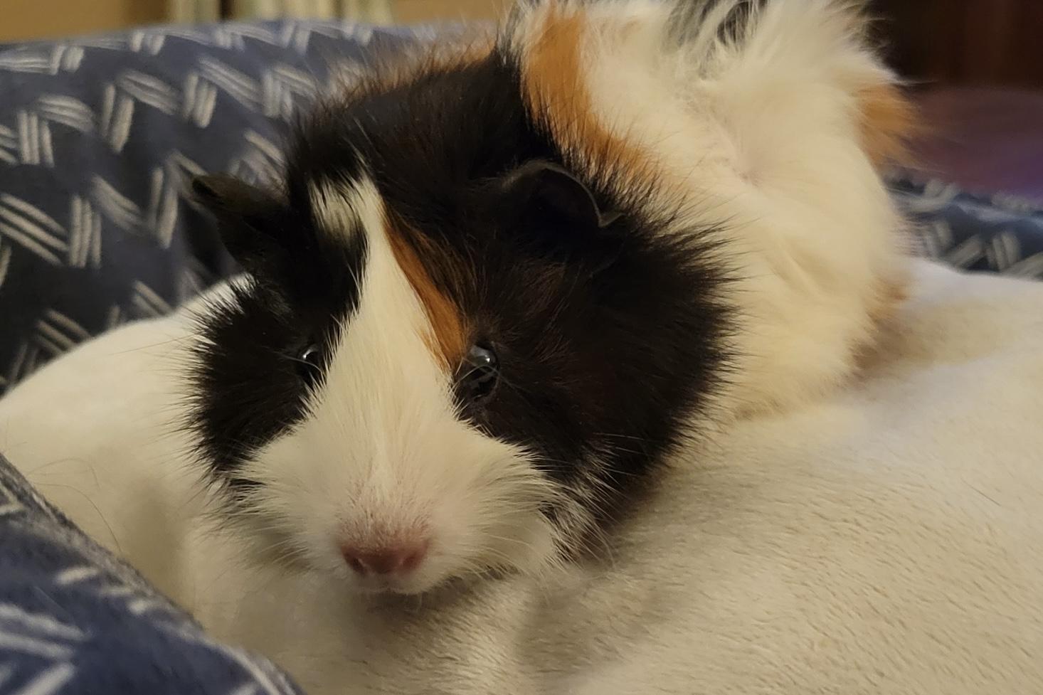 Enlarge Stache and Hawk, a Adoptable Abyssinian in Wellington, CO image 4/5