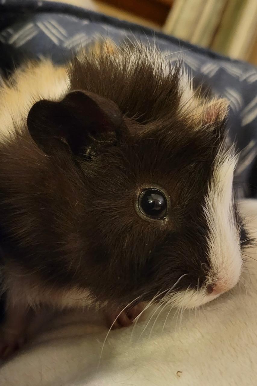 Enlarge Stache and Hawk, a Adoptable Abyssinian in Wellington, CO image 5/5