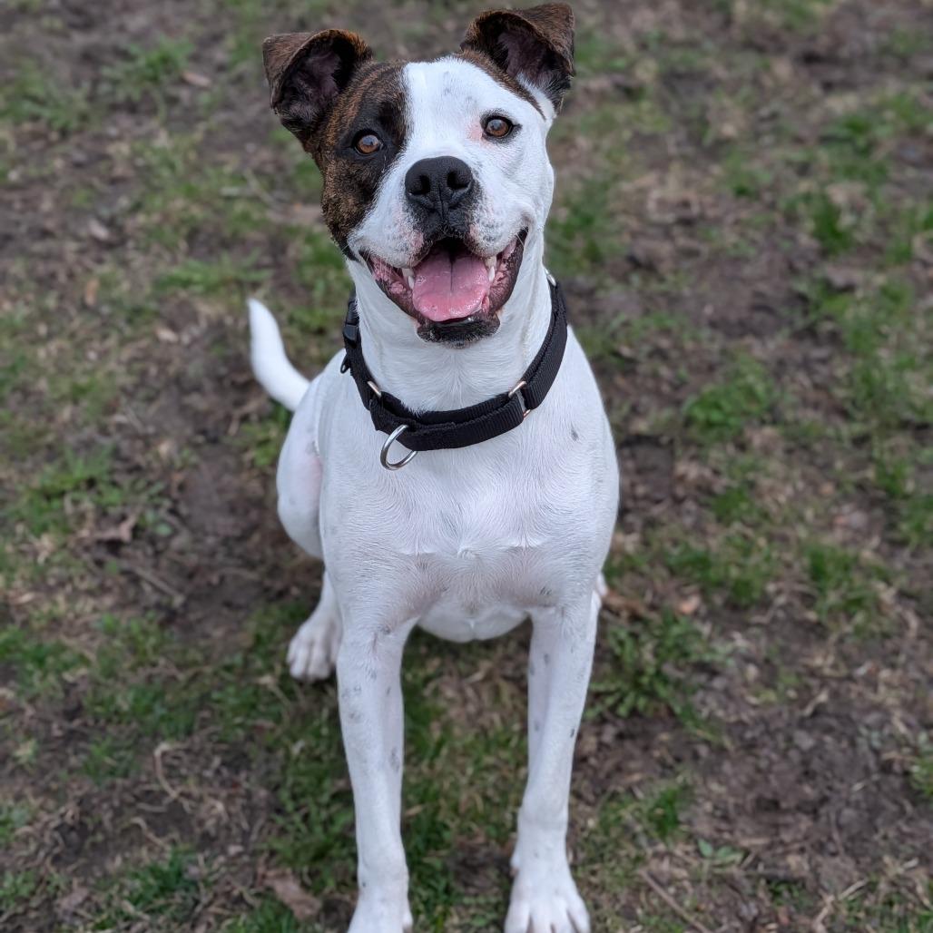 Dash, Adoptable, Young Male Boxer & Terrier.