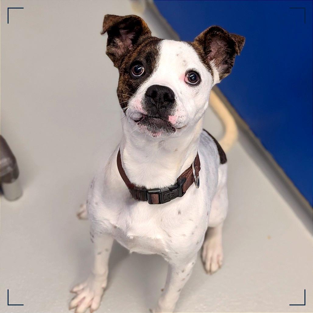 Enlarge Dash, a Adoptable mixed breed in Milan, IL image 2/6