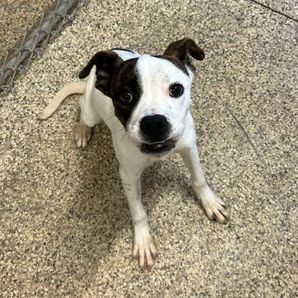 Enlarge Dash, a Adoptable mixed breed in Milan, IL image 3/6