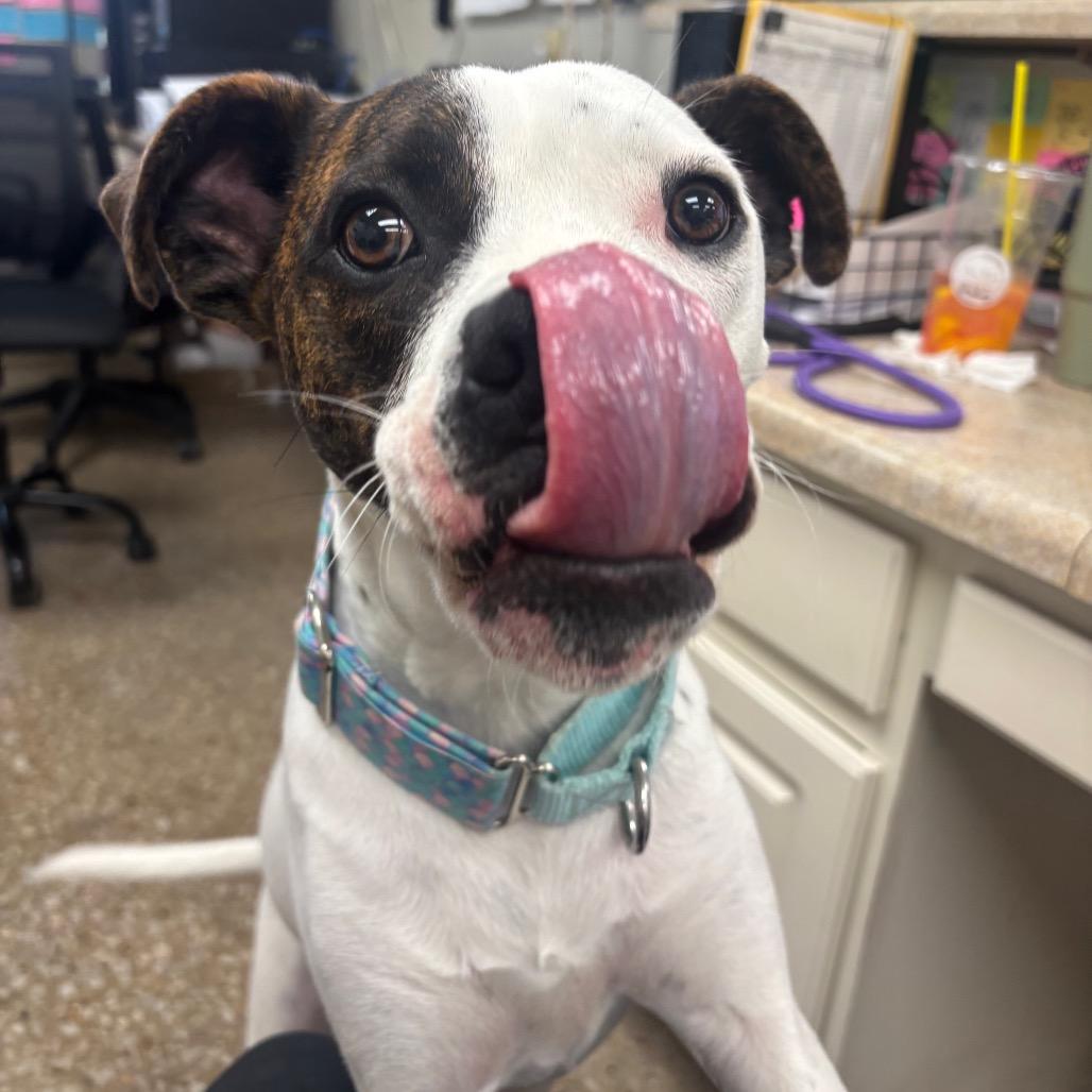 Enlarge Dash, a Adoptable mixed breed in Milan, IL image 4/6