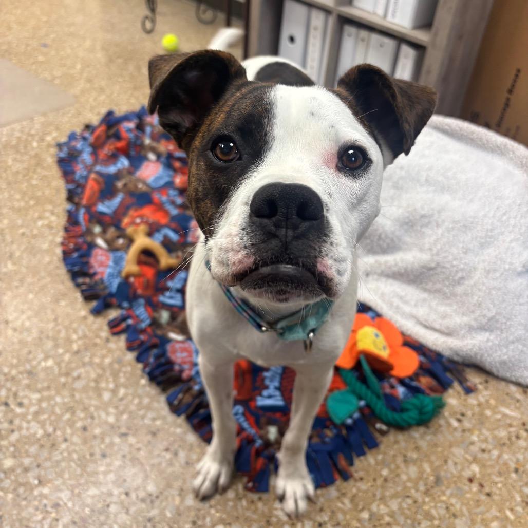 Enlarge Dash, a Adoptable mixed breed in Milan, IL image 5/6