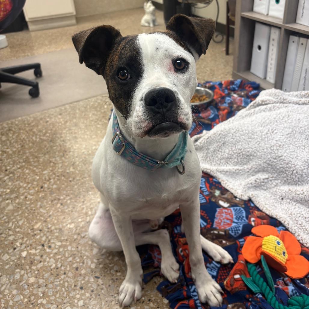 Enlarge Dash, a Adoptable mixed breed in Milan, IL image 6/6
