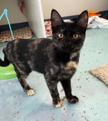 Ghost, a Adopted Domestic Short Hair in Woodinville, WA image 1/2