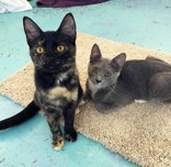 Ghost, a Adopted Domestic Short Hair in Woodinville, WA image 2/2