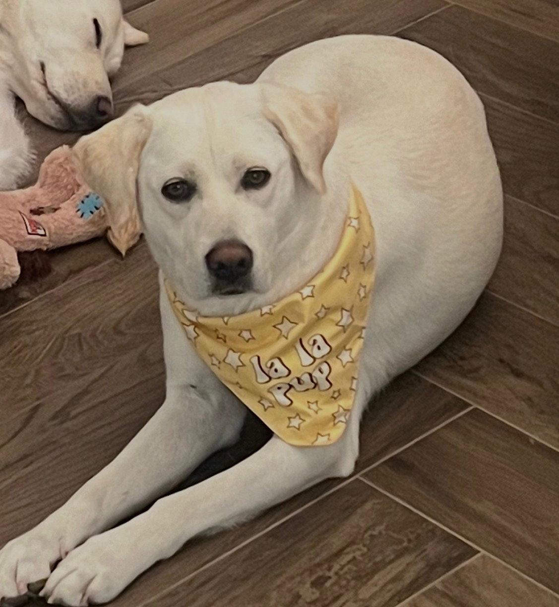 LOLA, Adopted, Young Female Labrador Retriever.