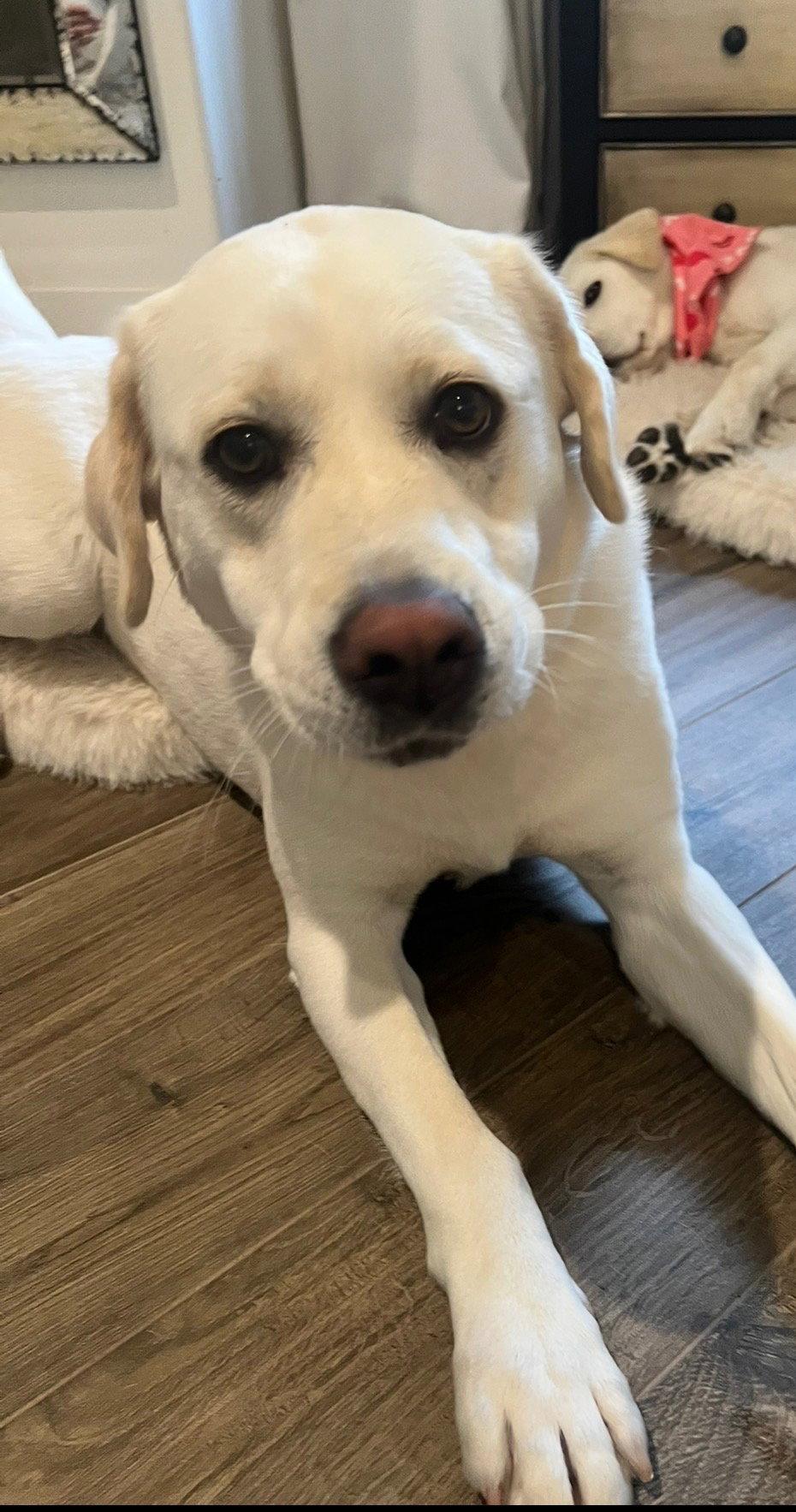 Enlarge LOLA, a Adopted Labrador Retriever in Agoura Hills, CA image 2/3