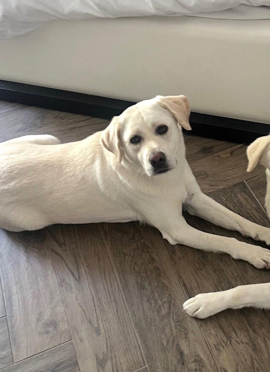 Enlarge LOLA, a Adopted Labrador Retriever in Agoura Hills, CA image 3/3