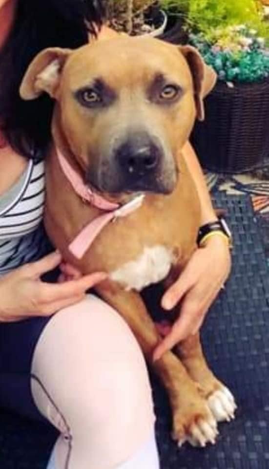 Enlarge Musa, a Adoptable Terrier in Coral Springs, FL image 1/3