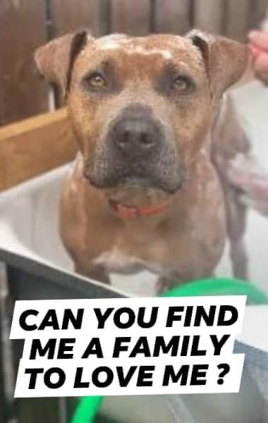 Enlarge Musa, a Adoptable Terrier in Coral Springs, FL image 2/3