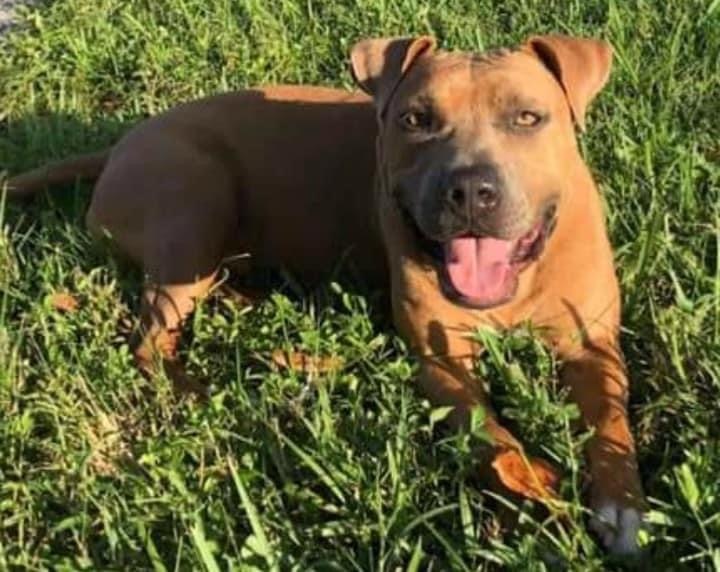 Enlarge Musa, a Adoptable Terrier in Coral Springs, FL image 3/3