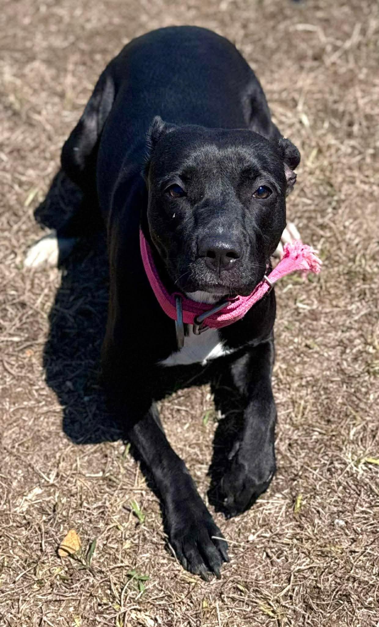 Enlarge Bella, a ADOPTABLE American Staffordshire Terrier in Chesterfield, SC image 1/1