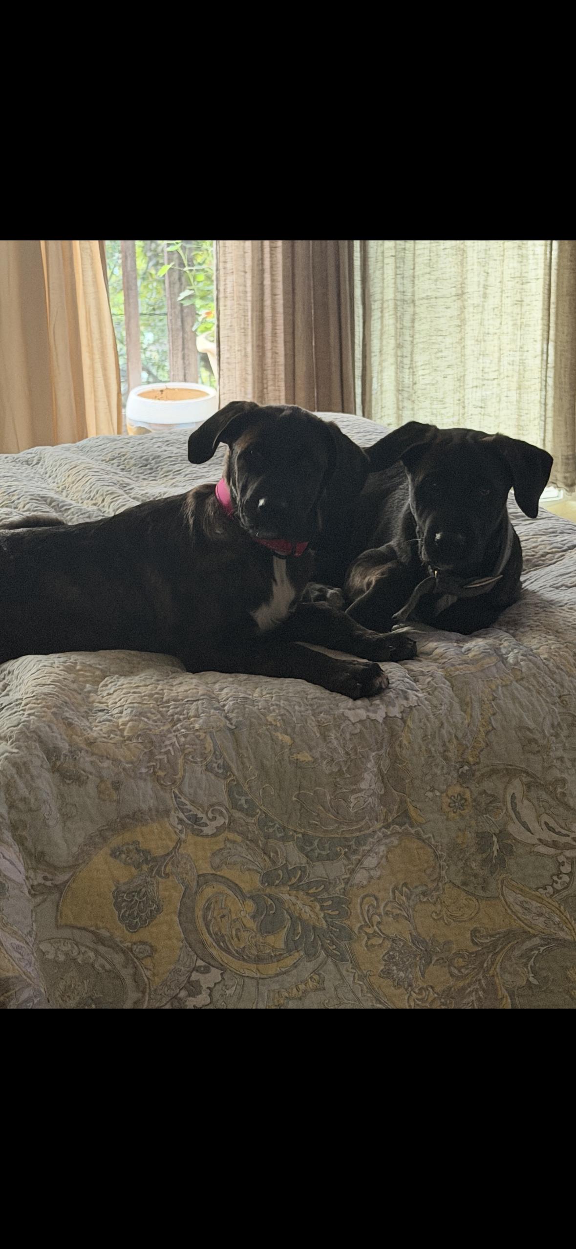 Enlarge Lily Mae aka squish, a Adopted mixed breed in Hayward, CA image 5/5