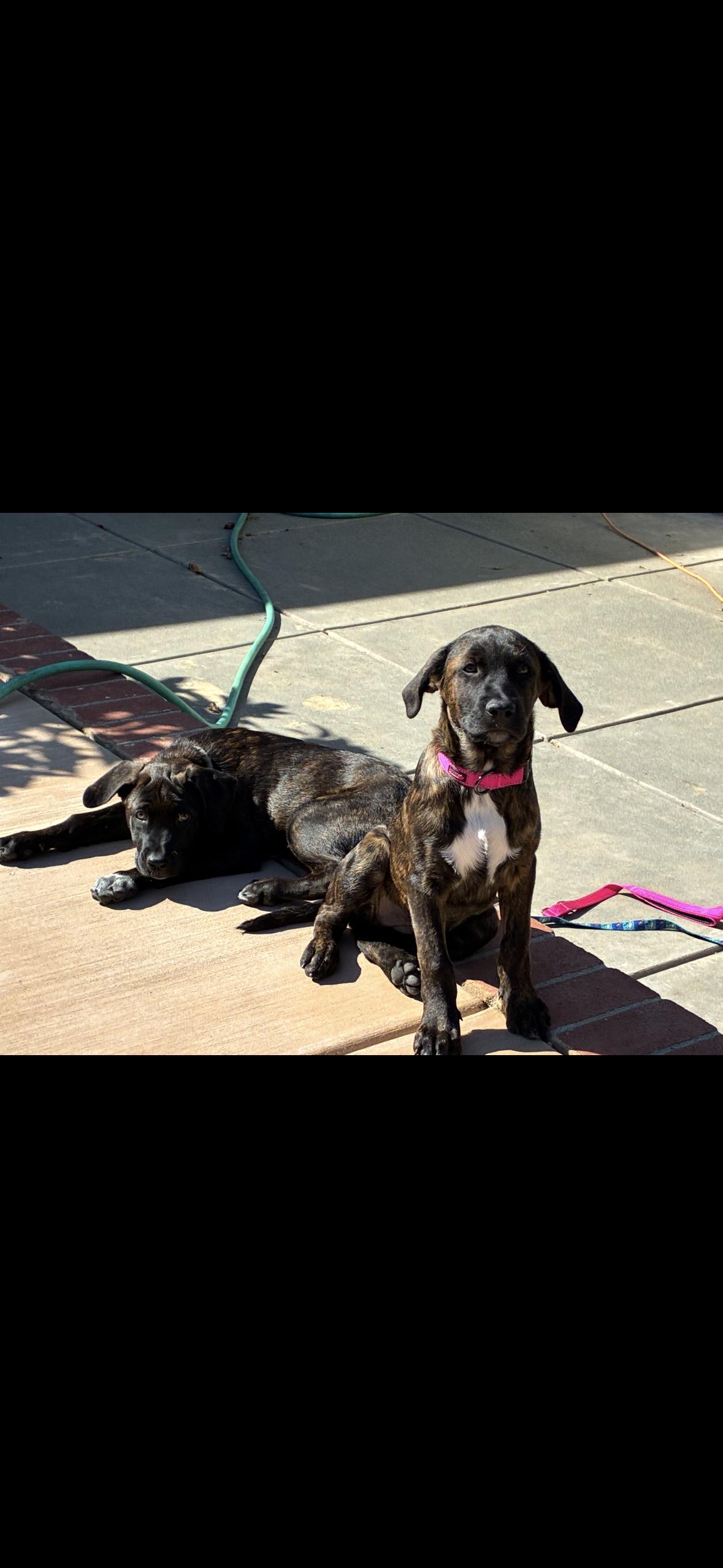 Enlarge Lily Mae aka squish, a Adopted mixed breed in Hayward, CA image 2/5