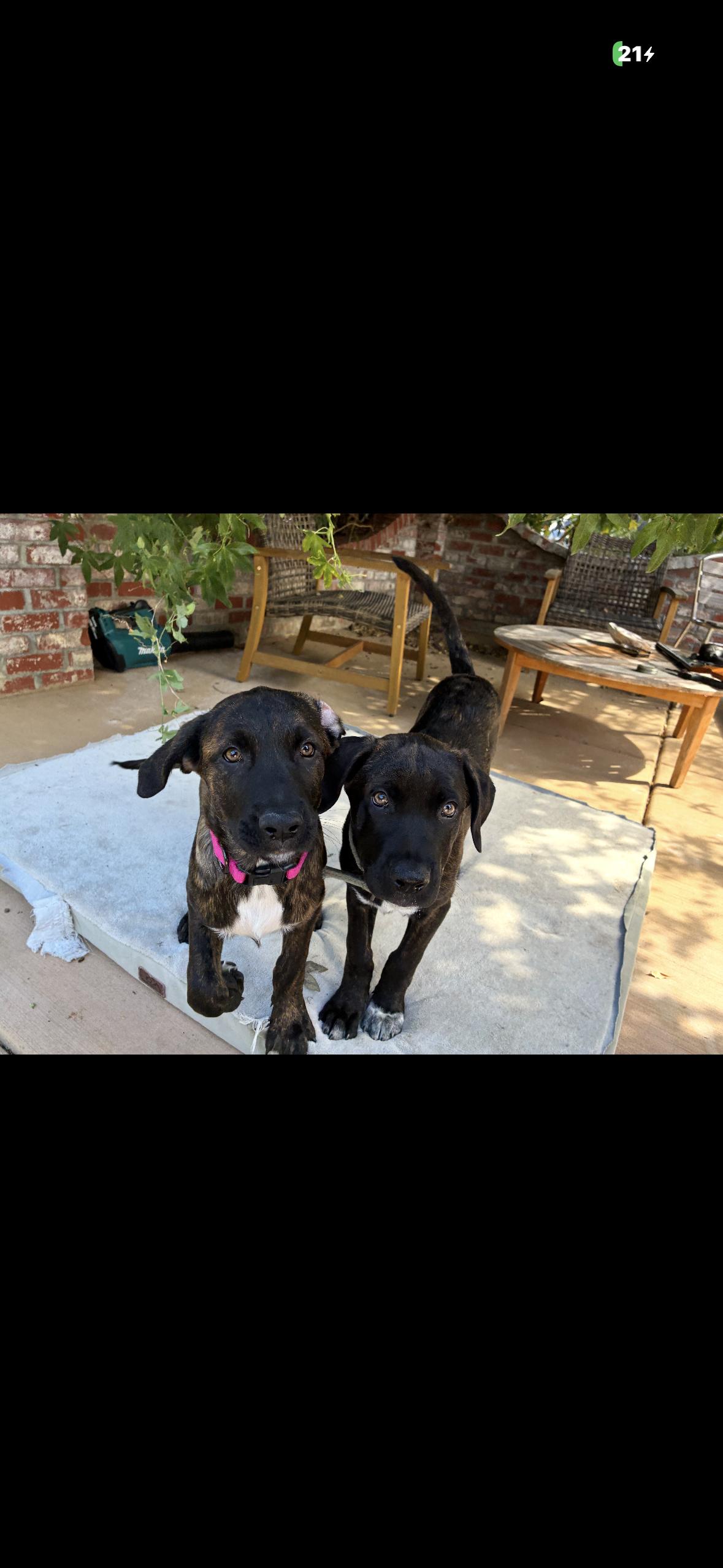 Lily Mae aka squish, Adopted, Puppy Female Mastiff.