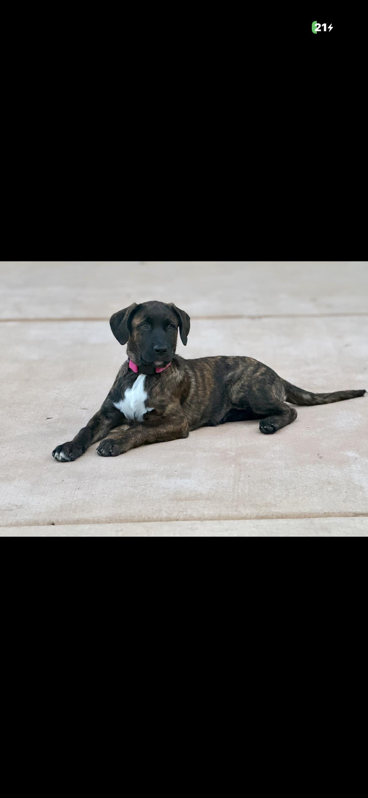 Enlarge Lily Mae aka squish, a Adopted mixed breed in Hayward, CA image 4/5