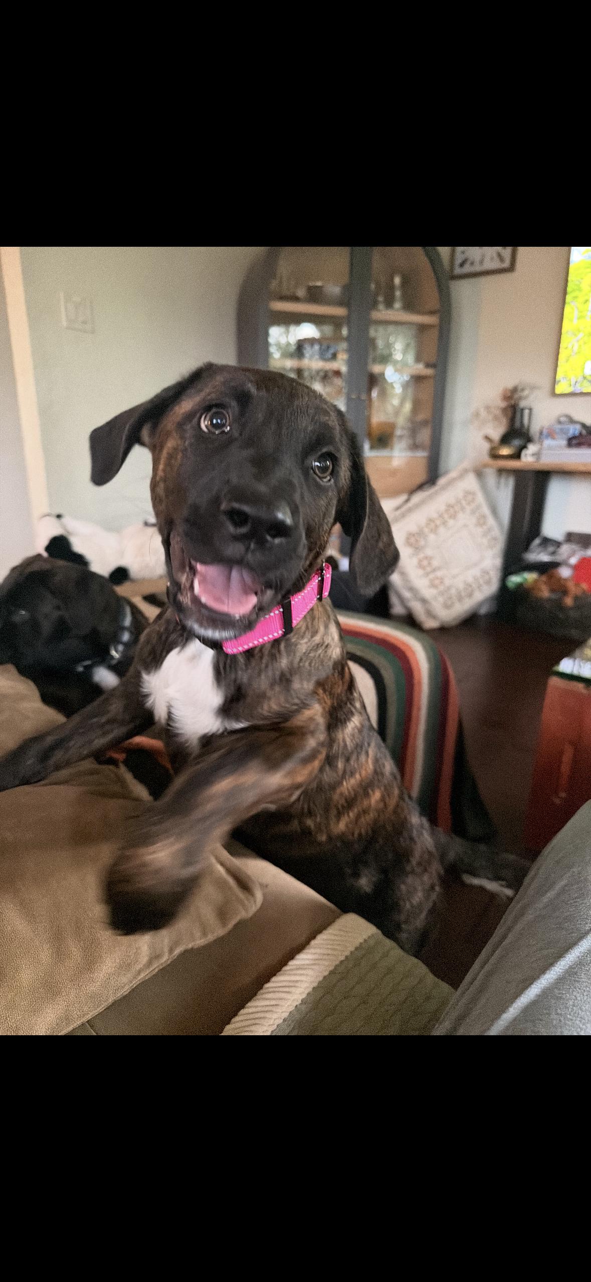 Enlarge Lily Mae aka squish, a Adopted mixed breed in Hayward, CA image 3/5