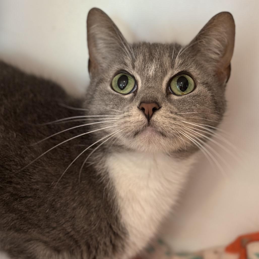 Sox, Adoptable, Adult Female Domestic Short Hair.
