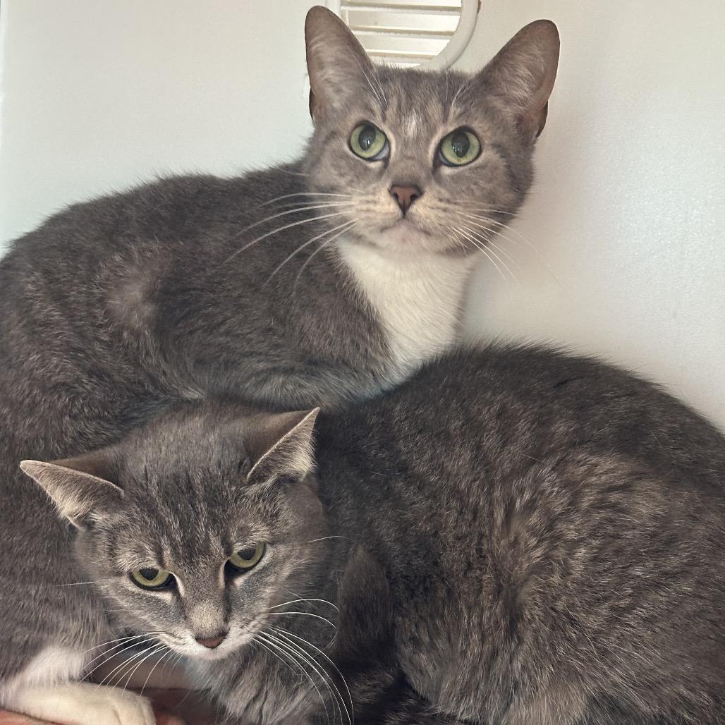 Sox, a Adoptable Domestic Short Hair in Matteson, IL image 2/3