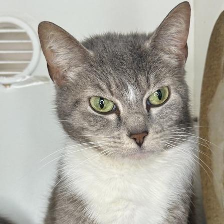 Sox, a Adoptable Domestic Short Hair in Matteson, IL image 3/3