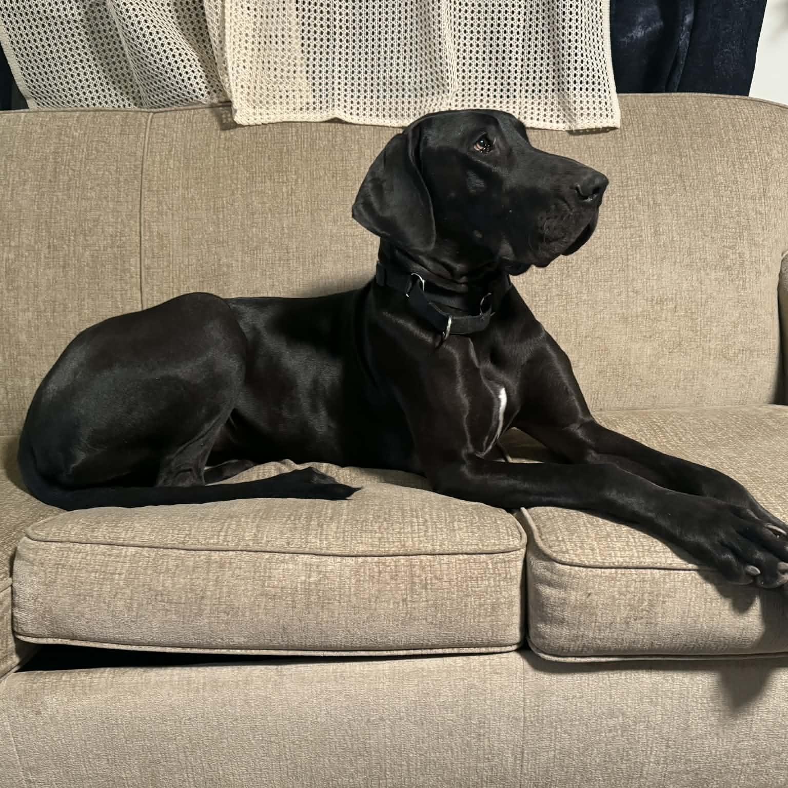 Bellemont, Adoptable, Young Female Great Dane.