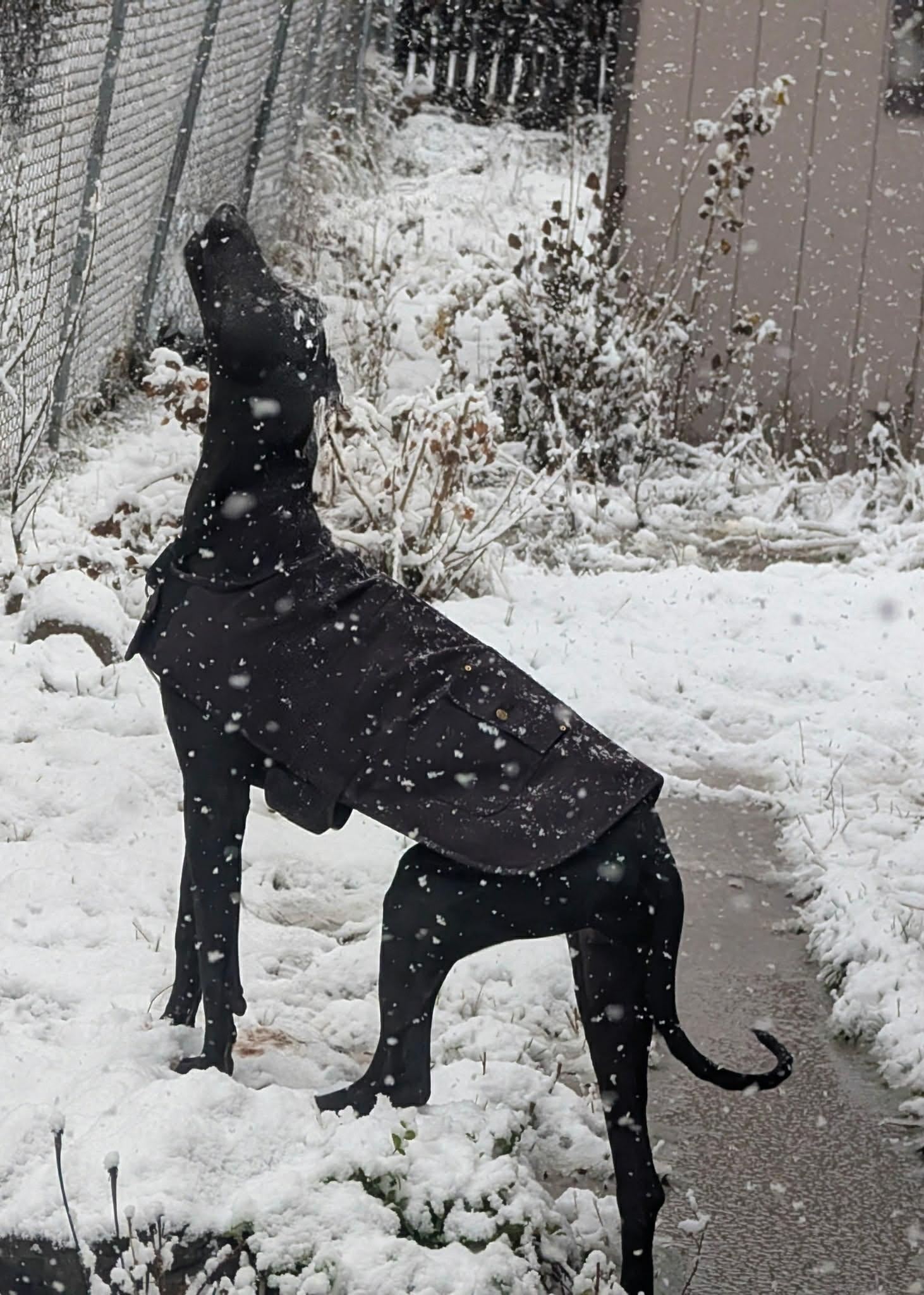 Bellemont thumbnail 3